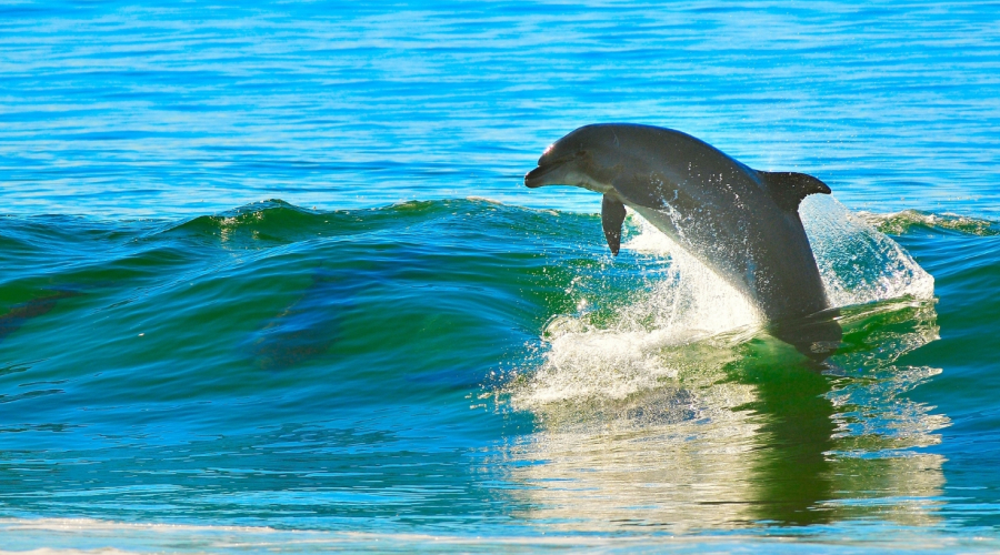 Marine National Park